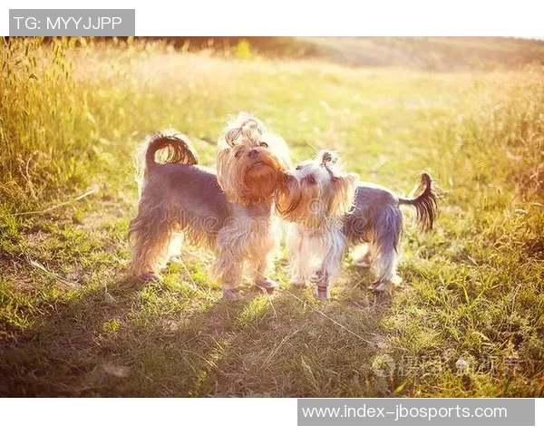 张伯霖分享摇篮舞庆祝喜讯家中爱犬迎来两只可爱小狗出生